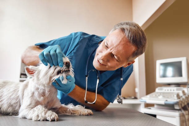 Best Emergency Dental Care for Broken or Chipped Teeth in Huntland, TN
